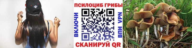 Купить где  Истра  Галлюциногенные грибы Psilocybe 